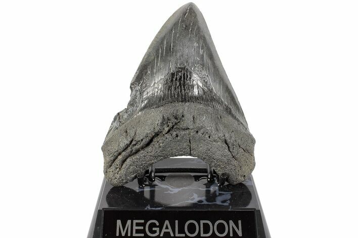 Fossil Megalodon Tooth - South Carolina #170589